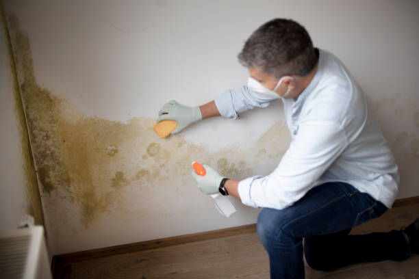 Best Industrial Mold Remediation  in Morristown, IN